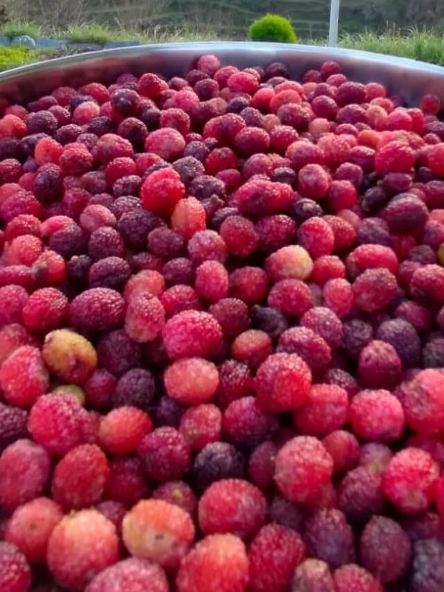 kafal fruit in english, kafal tree, kafal fruit in hindi, kafal fruit in uttarakhand, kafal fruit tree
