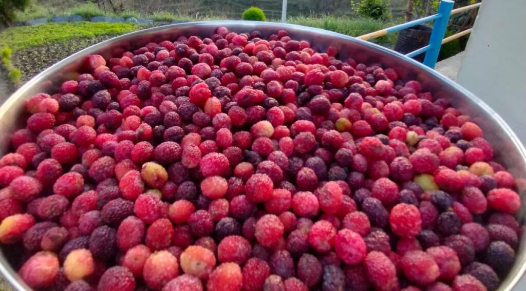 kaphal-kafal-fruit-kafal-tree-kafal-fruit-in-english-bavaal