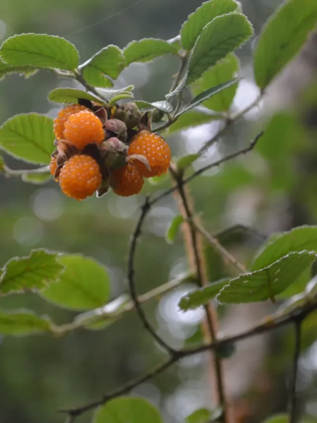 Hisalu, Hisalu fruit हिसालु फल एक प्रकार का फल है जो उत्तराखंड के पहाड़ी इलाकों में कंटीली झाड़ियों पर उगता है।